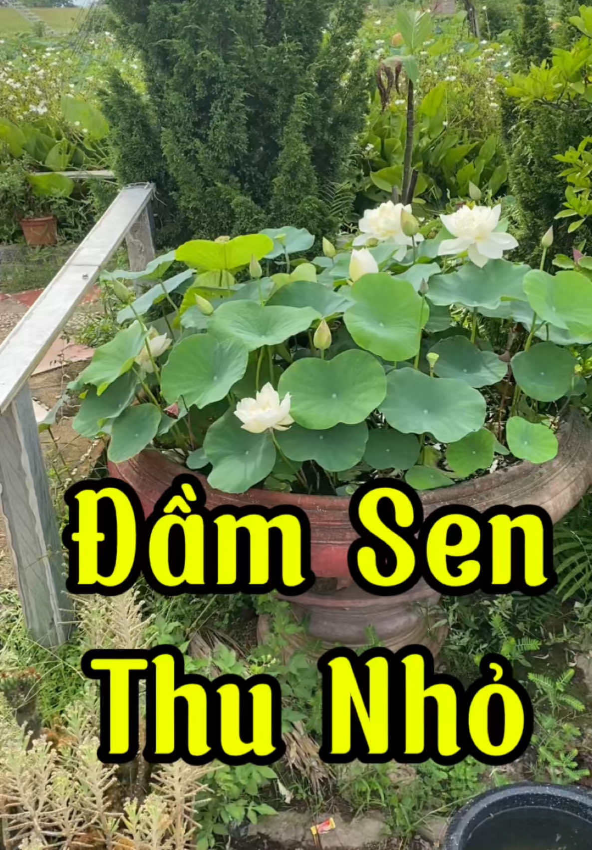 Đầm Sen Thu Nhỏ Tỏa Hương Thơm Ngát #hoa_sen #hoasencuaphat #cach_trong_sen #vuonsenvutoan #trending 