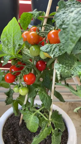زريعاتي🍅🌶️😌 