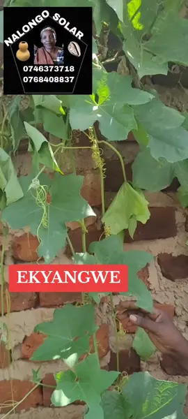 Ekyangwe#foryoupage #eddagalalyobutonde #musawowakinnansi #fypppppppppppppp #nalongosolar #trendingvideo 