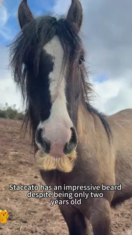 Horses show off their beards, too.#gypsycob  #gypsycob #horsemustache #mustache #impressive #grulla #stallion 