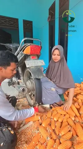 Cara cerdas mempreteli bulir jagung menggunakan ban belakang motor #fyp #trending #viral #reels #shorts #vod #fbpro #facebookpro #pemula #pertanian #agriculture #farming #perkebunan #kebun #gardening #garden #harvesting #berkebun #tips #kreatif #ide #inspirasi #jagung 
