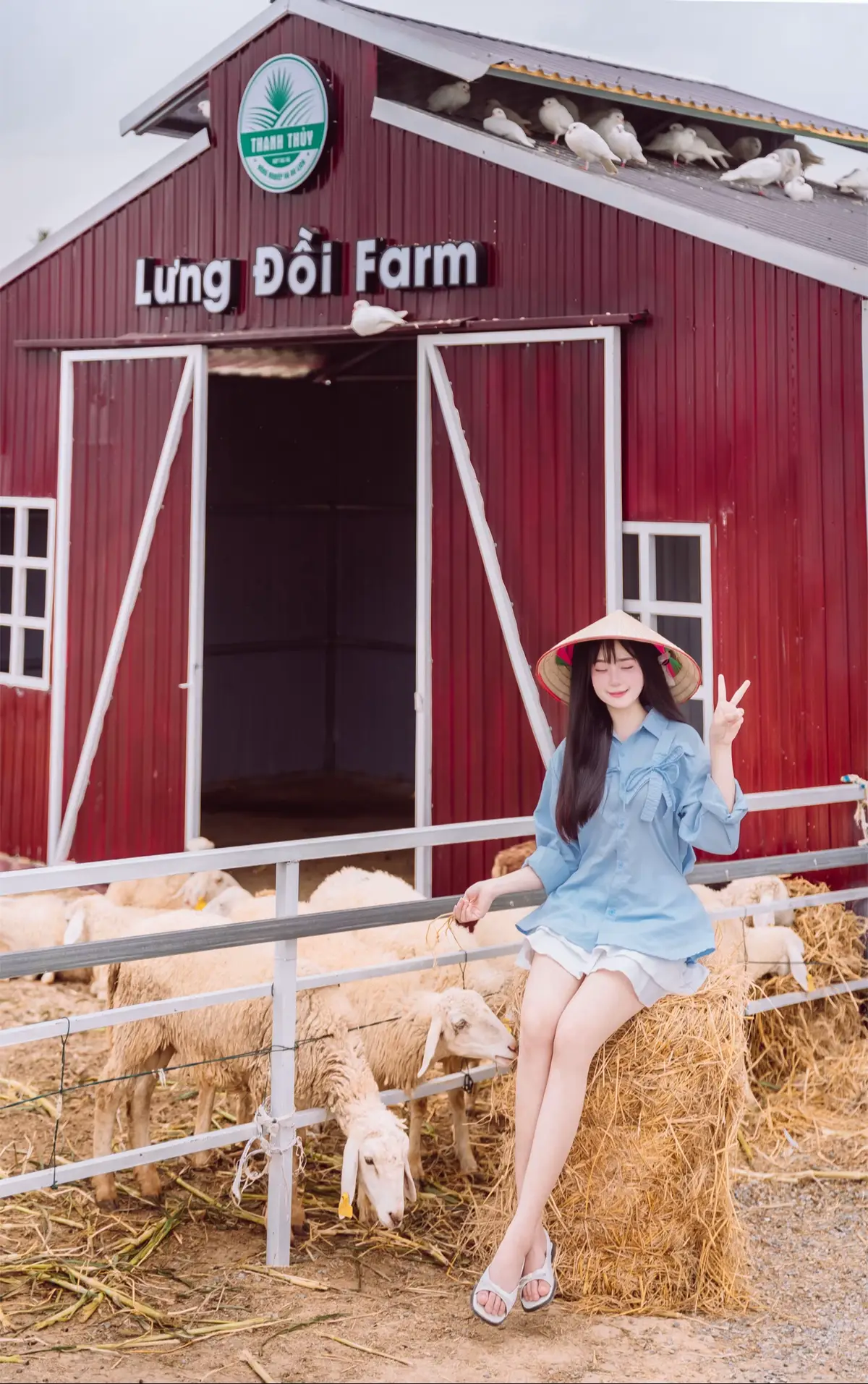 Hoá thân thành cô bé chăn dê chăn cừu nhưng toàn bị lừa dắt 🫏🤥#đồichefthanhthuy #farmthanhthuy #thanhthuy #farm #campingthanhthuy