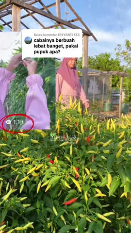 Membalas @ERYYANTI 333 Tanpa pupuk mahal, cabai ini jadi viral dan ditonton sejuta orang masya allah 😍😍 #mumtazgarden #gardentipsforyou #gardentips #growyourownfood #garden #calsinut 