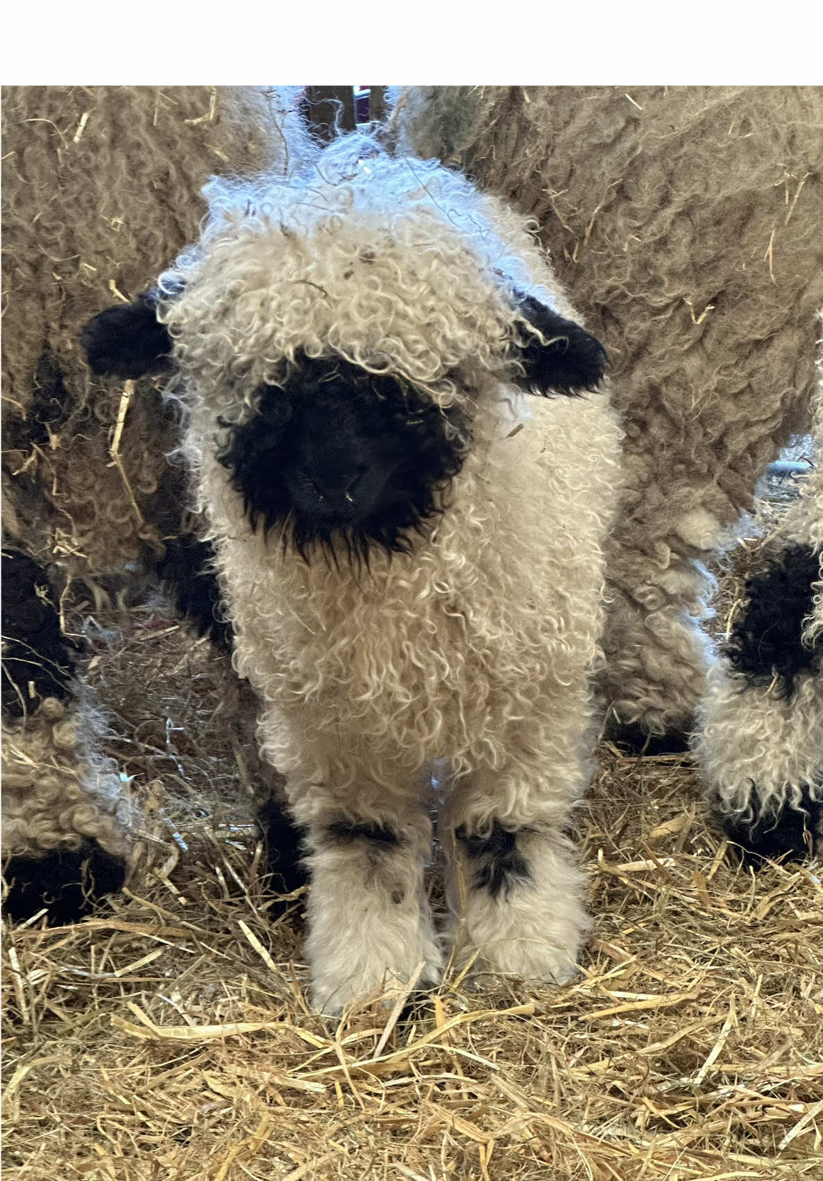 Our Valais blacknose lambs having fun 😆 and of course Fred as I think we all know that every year we have at least one odd pet lamb in the mix from my grandads flock 😂 #valaisblacknose #valaisblacknosesheep #swissvalaisblacknose #swissvalaisblacknosesheep #lambs #pets #petlamb #petlambs #showsheep #sheep #cutestsheepintheworld #happysheep #happyanimals #animals #animal #cute #cuteanimal #cuteanimals #farmanimal #farmanimals #funny #funnyanimals #farm #farming #shepherdess #cumbria #lakedistrict #valaisblacknosesheepnewhutton #followus #followusformore 