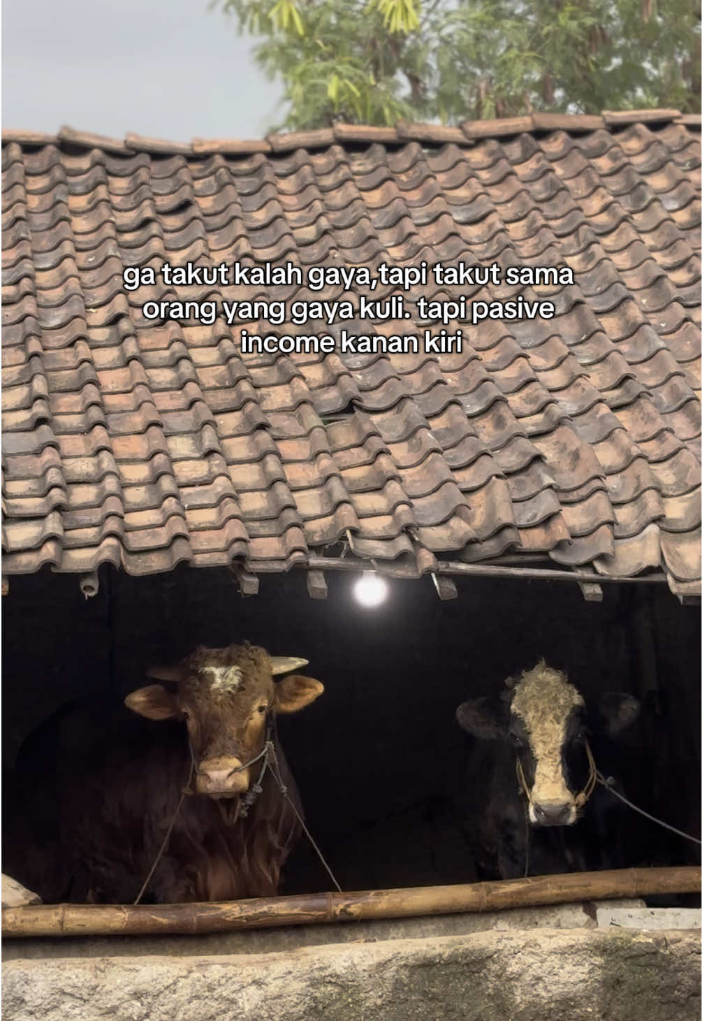 bukankah begitu?? #sapi #sapiindonesia #peternakmuda 