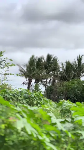 Dhul barwaaqo oo nabad ah #bardheregedo #greenscreen #mahdawiproduction #gedo #gedosomalia #foryoupage #viral #somali #foryoupage #somalitiktok #mahadnuurxabat 