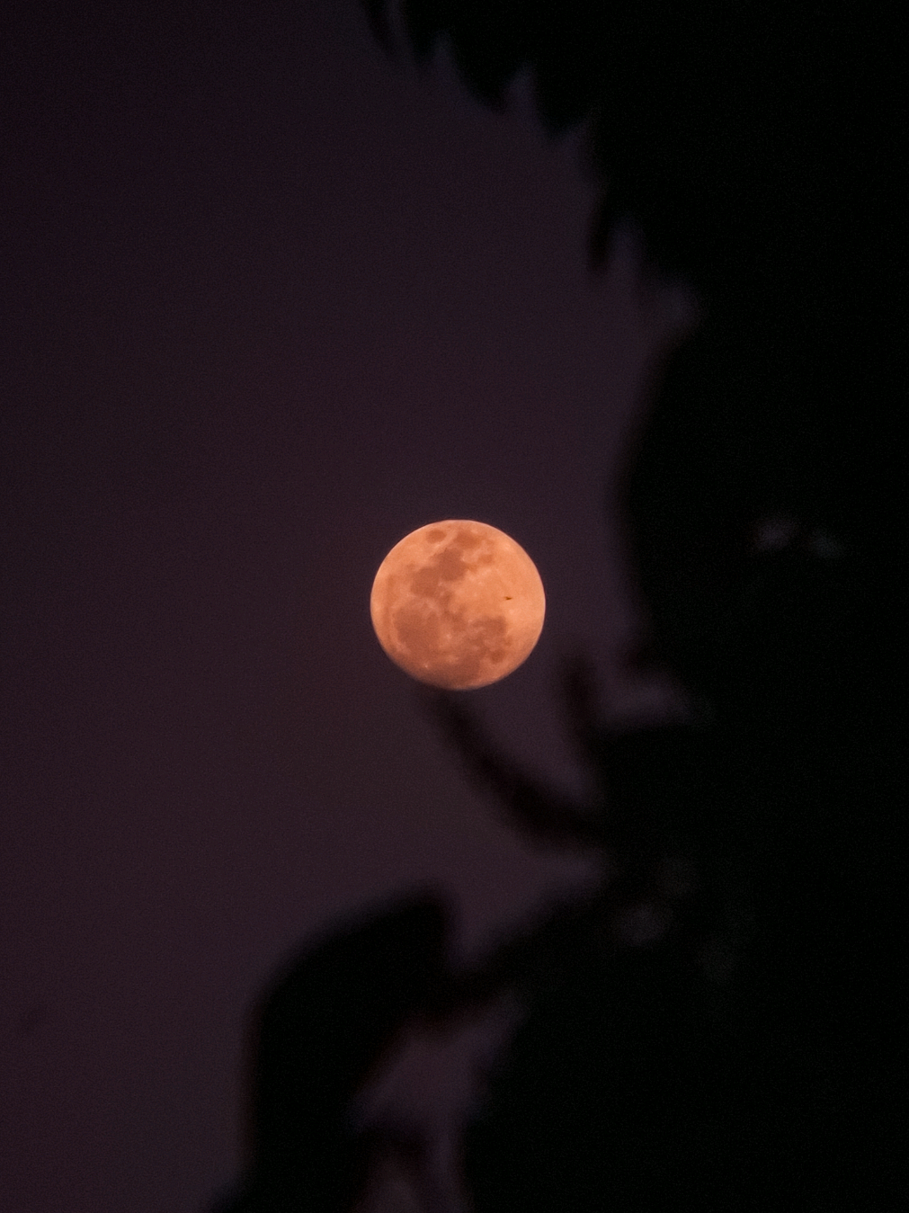 Almost Fullmoon 🌕 A prelude for tomorrows Flower Fullmoon ✨️🌼🌸🌻 Samsung Galaxy A55 5G with Apexel 18x25 TPL 🔭 May 11, 2025 📍 Calamba city, Laguna #fullmoon #moon #flowermoon #samsung #astrophotography 
