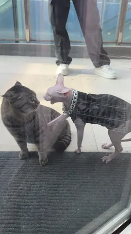 #fun #cute #animals 