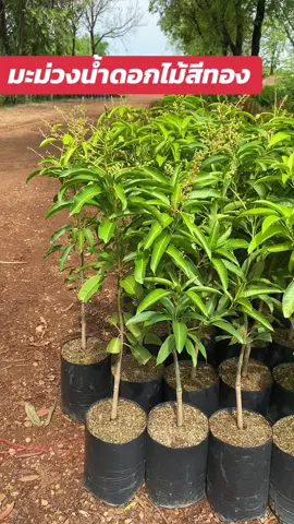 มะม่วงน้ำดอกไม้สีทอง #เสียบยอด #ต้นสูง60-70 ซม. #พร้อมปลูก