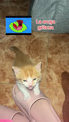 Cuando Minato tiene hambre nos lo deja claro. Mi cuñado me hizo ver el parecido con la oruga gritona de los simpson y es verdad 🙈  #gato #adopcion #ilovegatos😺😺 #gatostiktok #losimpsonlaorugagritona 