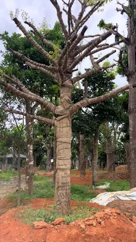 Thị lùn