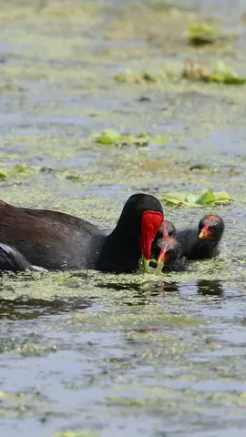 Common gallinule babies (formerly known as moorhens before being reclassified here in North America) fighting over breakfast. Happy Mother’s Day to the moms out there! 
