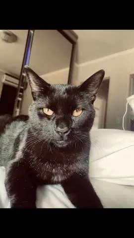 #foryoupage #fyyyyyyyyyyyyyyyy #livephoto #gatopreto #trend 