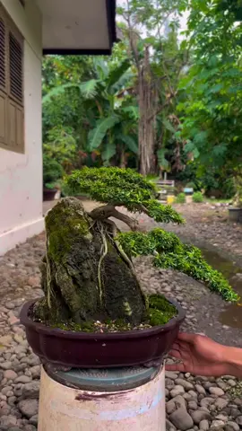 Saeng simbur super mikro Vietnam on the rock  #bonsai #bonsaitree #bonsaimini #bonsaiindonesia #bonsaiart #bonsaitips #bonsailovers 