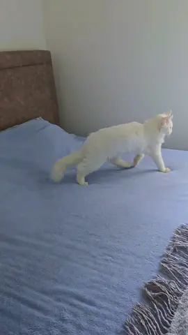 #mainecoon #cutecat #catsoftiktok #fluffycat #catlovers #balerinacapuccino #slowcatwalk #fluffylife #catvibes #snekithecat