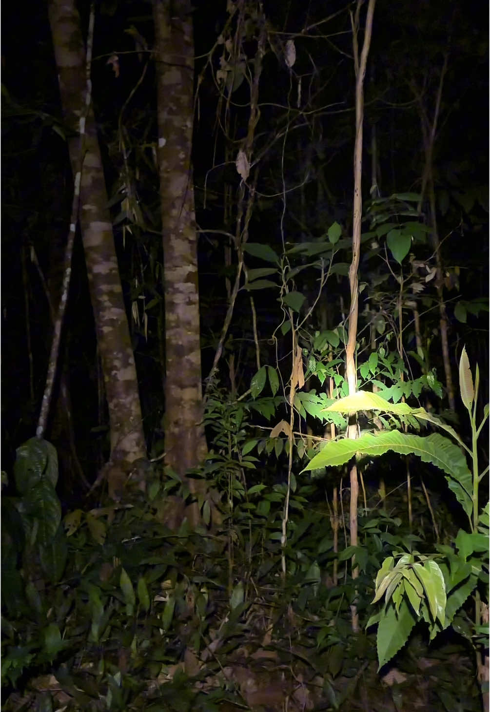 Suasana saat berburu dihutan,banyak suara suara hewan malam#bermalamdihutan #sniperputrakalimantan #camping 