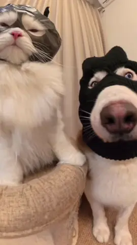 #Olivia #fyp #foryou #doglover #dog #dogs #cat #tiktok #cute 