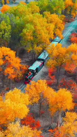 🍀🍂☘️ Sắc màu của lá #sweetdream #jangnara #lado #canhdep #trainthroughforest #rung #forest #train #taulua #capcut #runglado #nhackhongloihay #guitar 