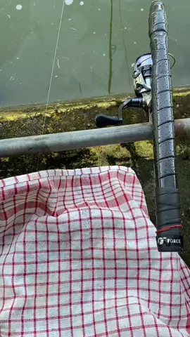 Wong lanang kudu kuat og bolo🫡😁#fyp #shimano #fypage #tukangmancing #galatamaikanmas 