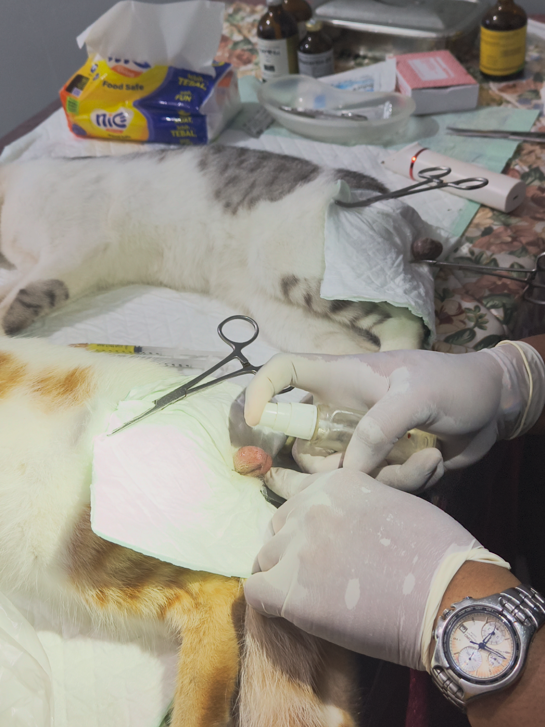 Steril kucing. Steril kucing dengan aman dan hanya dilakukan oleh dokter hewan! #sterilkucing #kucingtiktok #catlover #cat #kucinglucu 