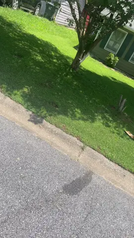 Landscaping and seen a white squirrel 