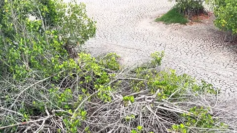 WoW 🤯 I have never seen this spot this dry. Horrible drought we going thru in the Floroda Everglades. Unreal. 