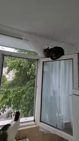 #cat #catsoftiktok 