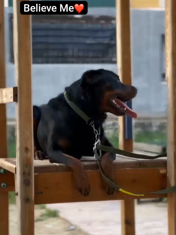 #dog #rottweiler 