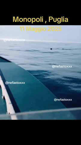 #monopoli #bari #puglia #weareinpuglia #italia #mare #squalo #squaloelefante #tramonto #barca #pesca #pescatore #domenica #festa #incontro #perte #neiperte #stephanoxx 