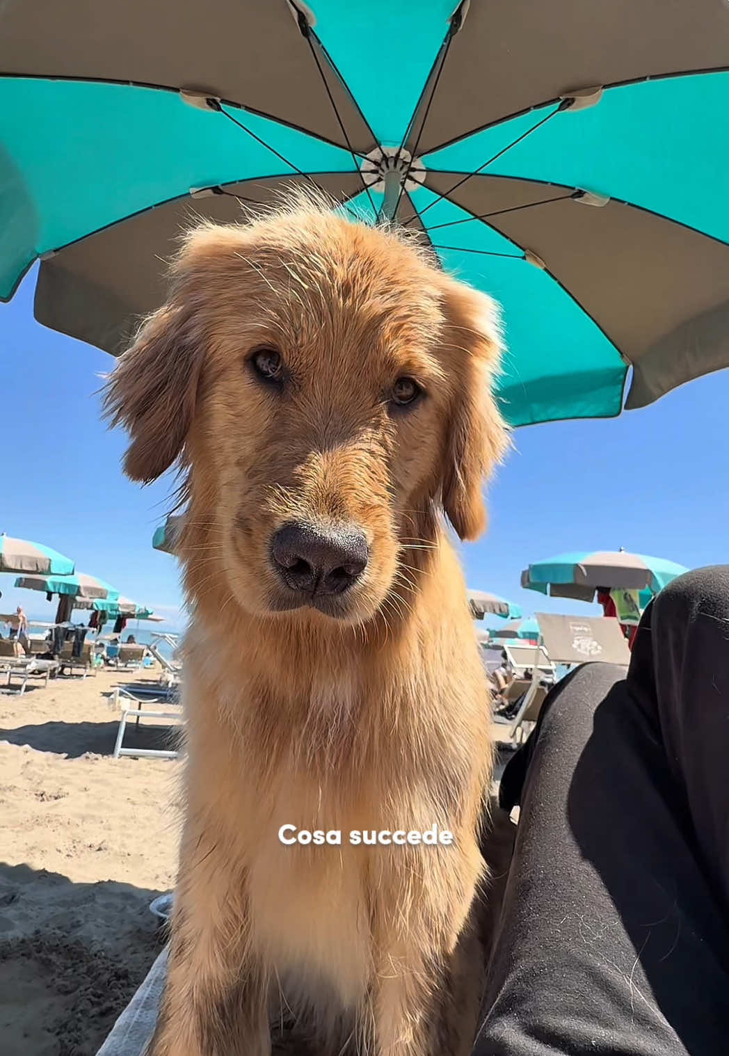 Raduno dei golden retriever a Lignano Sabbiadoro 😍🦮 #goldenretriever #goldenretrieverlife #goldenretrieverpuppy 