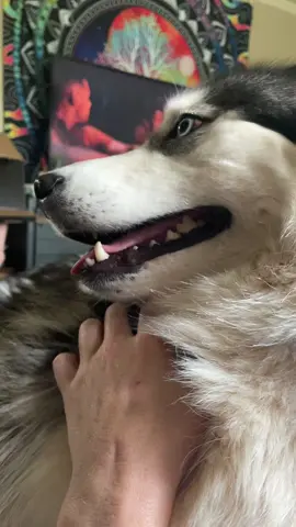 #trending #huskylife #dog #pets #huskysoftiktok #girl 