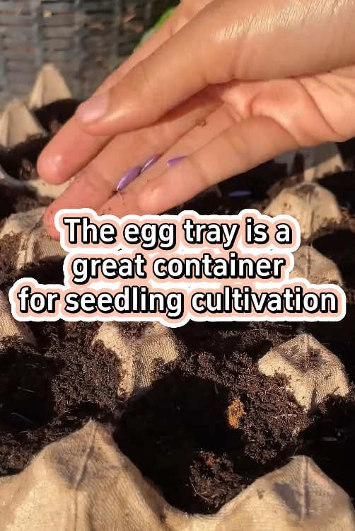 The egg tray is a great container for seedling cultivation. #garden #gardening #gardening101 #gardentok #gardeningtips #gardeninghacks #gardentiktok #plant #plants #planttiktok #planting #PlantTok #plantlover #planttips #farm #farmlife #farmtok #farming #farmer #agriculture #agricultura 