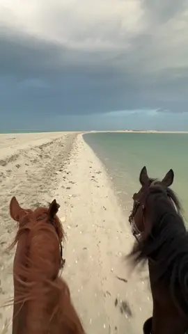 #خيل #خيل_وخياله🐎 #خيل_فروسيه_حب #خيل_عربي #فروسيه #خيل_عربي_اصيل #خياله🐎 #فروسية 
