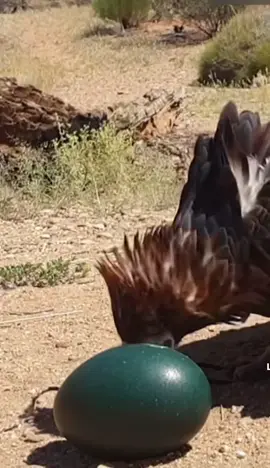 Who films these things 🤨 #wildlife 