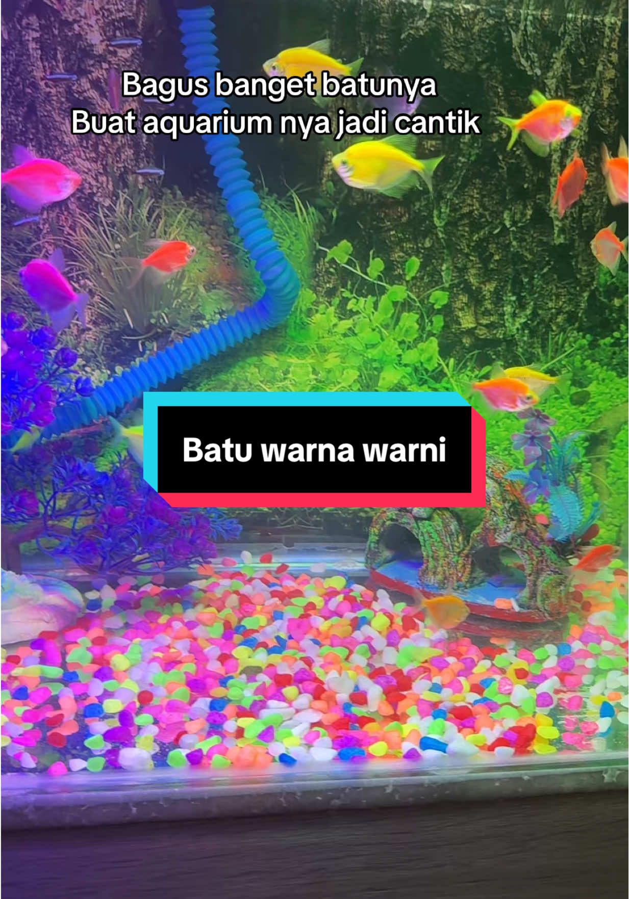 Hiasan batu kerikil warni warni membuat aquarium jadi lebih indah dan menarik  #batuwarnawarni 