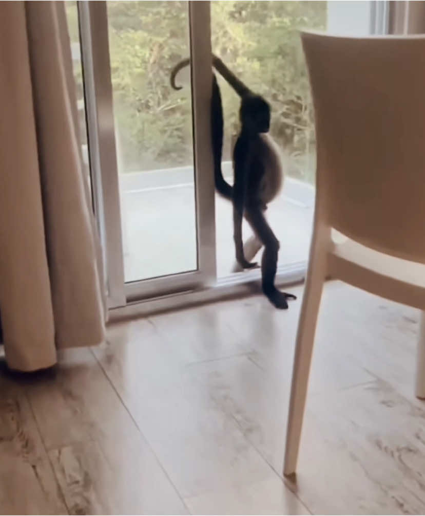 Oh she was feeling it | Original post:  @emily jordan #monkey #diva #pose #serve #edit #satire #viral #fyp #foryoupage #funny #facecard 