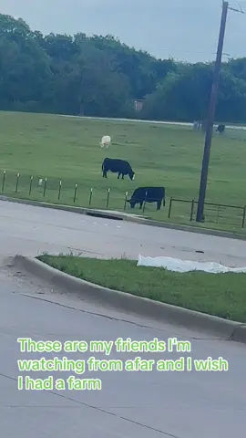 #These are my friends I'm watching from afar and I wish I had a farm#☕️☕️☕️☕️ ##🌷🌷🌷🌷 #fpyシ #fypシ゚viral 