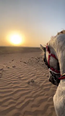 #رماش🔥 #خيل_وخياله🐎 #الخيل_العربي_الاصيل #ركوب_الخيل #اكسبلور #الشقب #مكه #الشعب_الصيني_ماله_حل😂😂 #الشعب_الصيني_ماله_حل😂😂 #الشعب_الصيني_ماله_حل😂😂 #الشعب_الصيني_ماله_حل😂😂 #لا_اله_الا_الله #السكب #ركوب_الخيل #طلعوه_اكسبلورر_فولو 