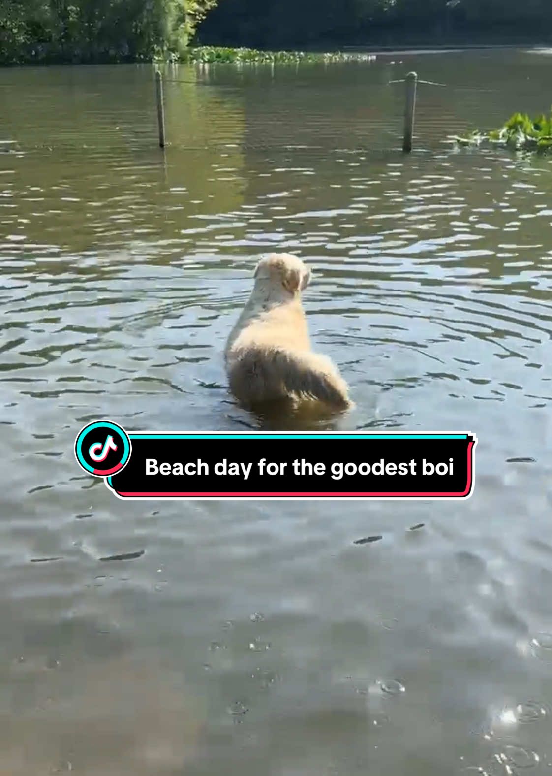 The coolest hot spot in Brooklyn. #goldenretriever #dogsoftiktok #tiktokdogs #dogtok #doglover #goldenretrieverlife #dogswimming #dogtiktok #nycdogs #brooklyn 