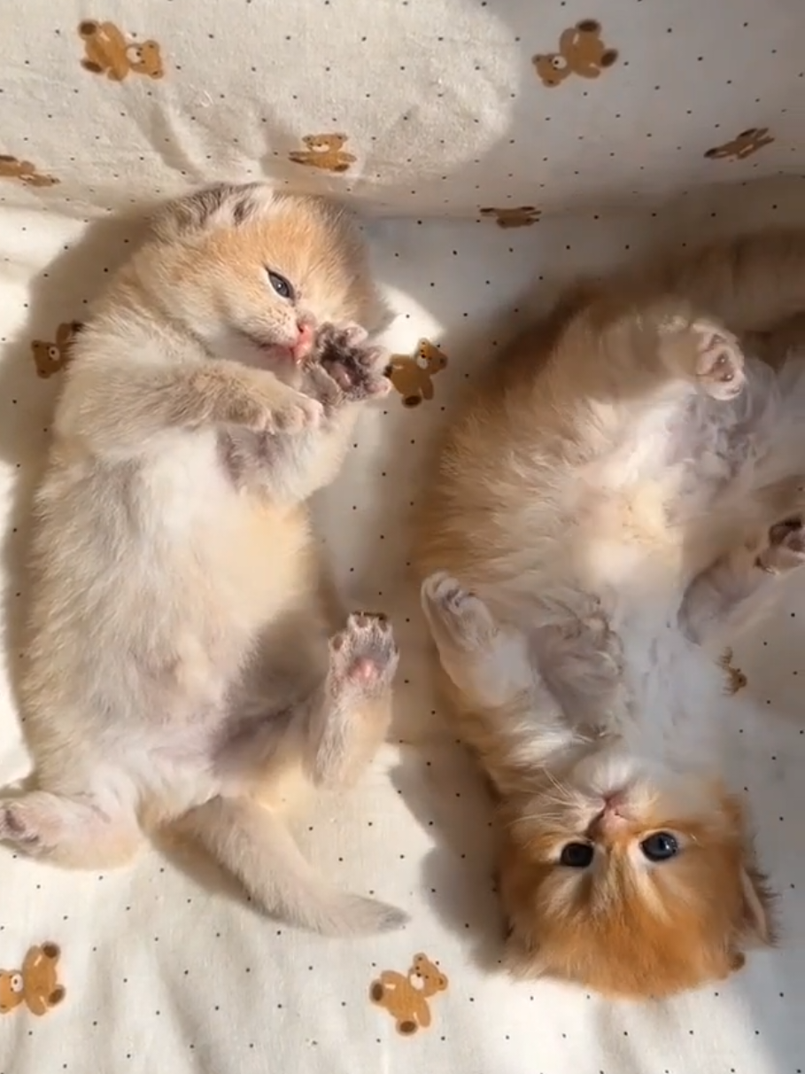 these siblings are so cute 🥹