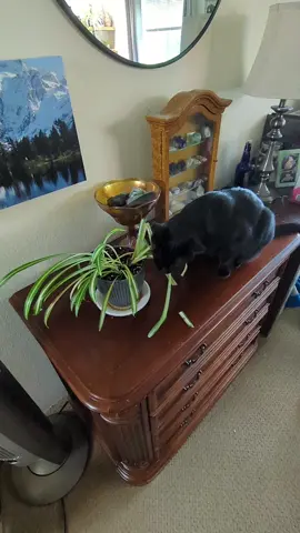 I moved this plant off it's shelf for 5 minutes and they immediately went to town  note: spider plants aren't toxic to cats and there's no more spider plant left for them to eat anyways 