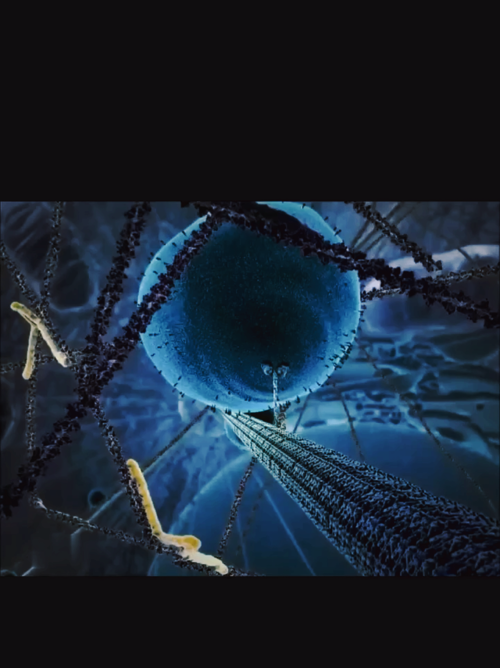 🎶✨ KINESIN: The Tiny Protein That MOVES Your Cells! ✨🎶 Did you know your cells have tiny delivery trucks inside them? 🚛💨 Kinesins are motor proteins that walk along microscopic highways (microtubules!) to transport cargo like organelles, vesicles, and even chromosomes! 🧬🔬   🔹 How? They use ATP (cell energy!) to take steps like a nanoscale robot. 🤖   🔹 Why? Without them, your cells couldn’t divide, neurons wouldn’t function, and life would literally stop! ⚡   #ScienceTok #CellBiology #Biochemistry #LearnOnTikTok #Microbiology #FunFacts  #biology 