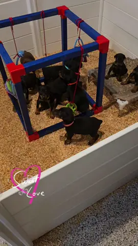 First time with the play gym 🥰🥰🥰 5 weeks old and loving it 🥳🥳🥳 💙💙💙AVAILABLE PUPPIES  @everyone @follower  @highlight #2025reels #dobermans_of_tiktok #trendingreel #fypシ #sullydoberman #dobermanfacebook #dobermanarethebest #europeandobermanpuppies #healthtestedparents #europeandobermann #puppylove #puppiesplaying #puppies #puppylife 