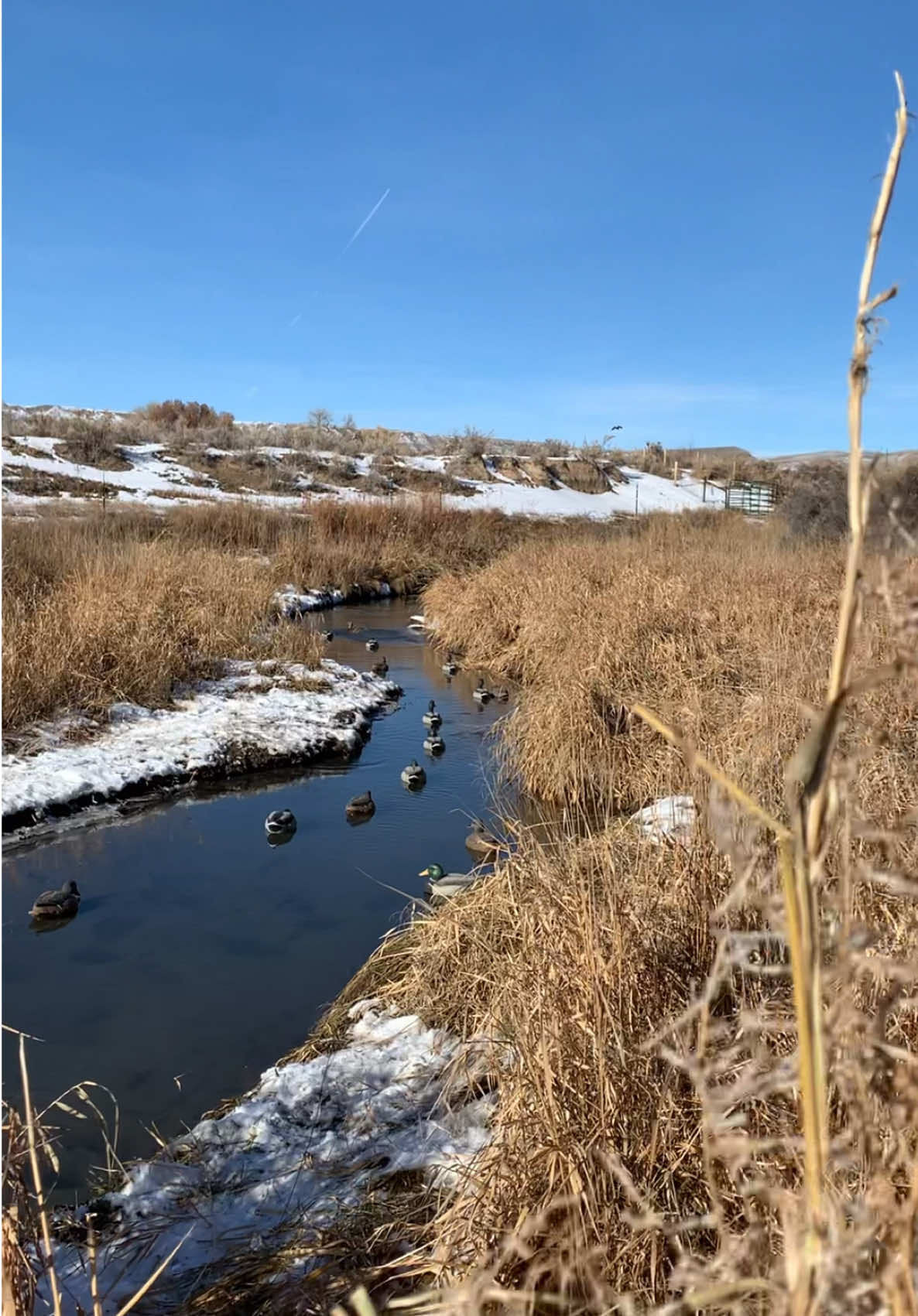 Give mom a free pass (just like this hen) for whatever she wants today! In all seriousness, thank you to all the amazing moms out there. We appreciate you. Happy Mother’s Day! #mothersday #duckhunting #thankyoumom