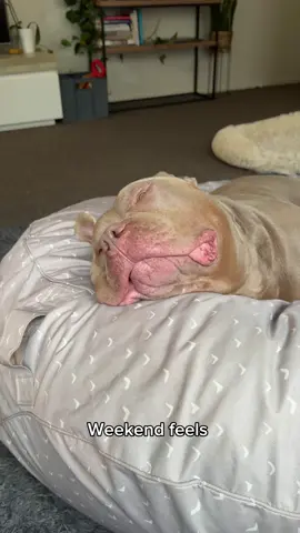 Imma take a nap right here 😴 #weekendfeels #dog #dogs #puppy #americanbully #funnydog #dogsoftiktok 