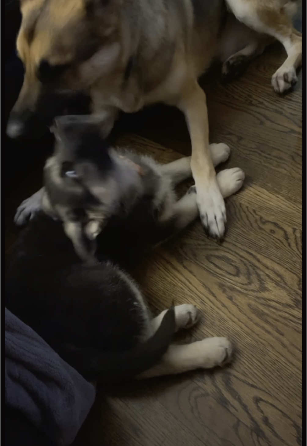 #dogsoftiktok #dogmomlife #dogmoms #dogmomsoftiktok #dogmothersday #dogmomma #germanshepherd #gsdoftiktok #gsdlove #gsdlife #germanshepherdsoftiktok #germanshepherdmom 