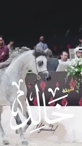 شيلة مدح خالد 2025 شيلة باسم خالد _ جديد  #شيلة_مدح_خالد #شيلة_خالد 