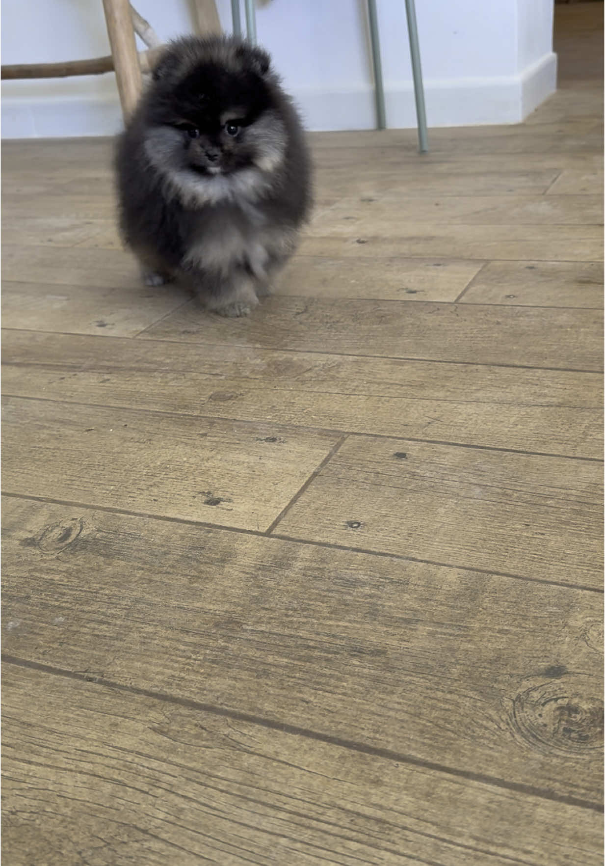 Más información por mensaje 🐶📥 #pomerania #pom #poms #minipomerania #minipom #pomeraniatoy #pomeranian #pomeraniamicro #pomi #cachorro #cachorropom #puppies #puppy #babypom #pomeranianpuppy #puppypom