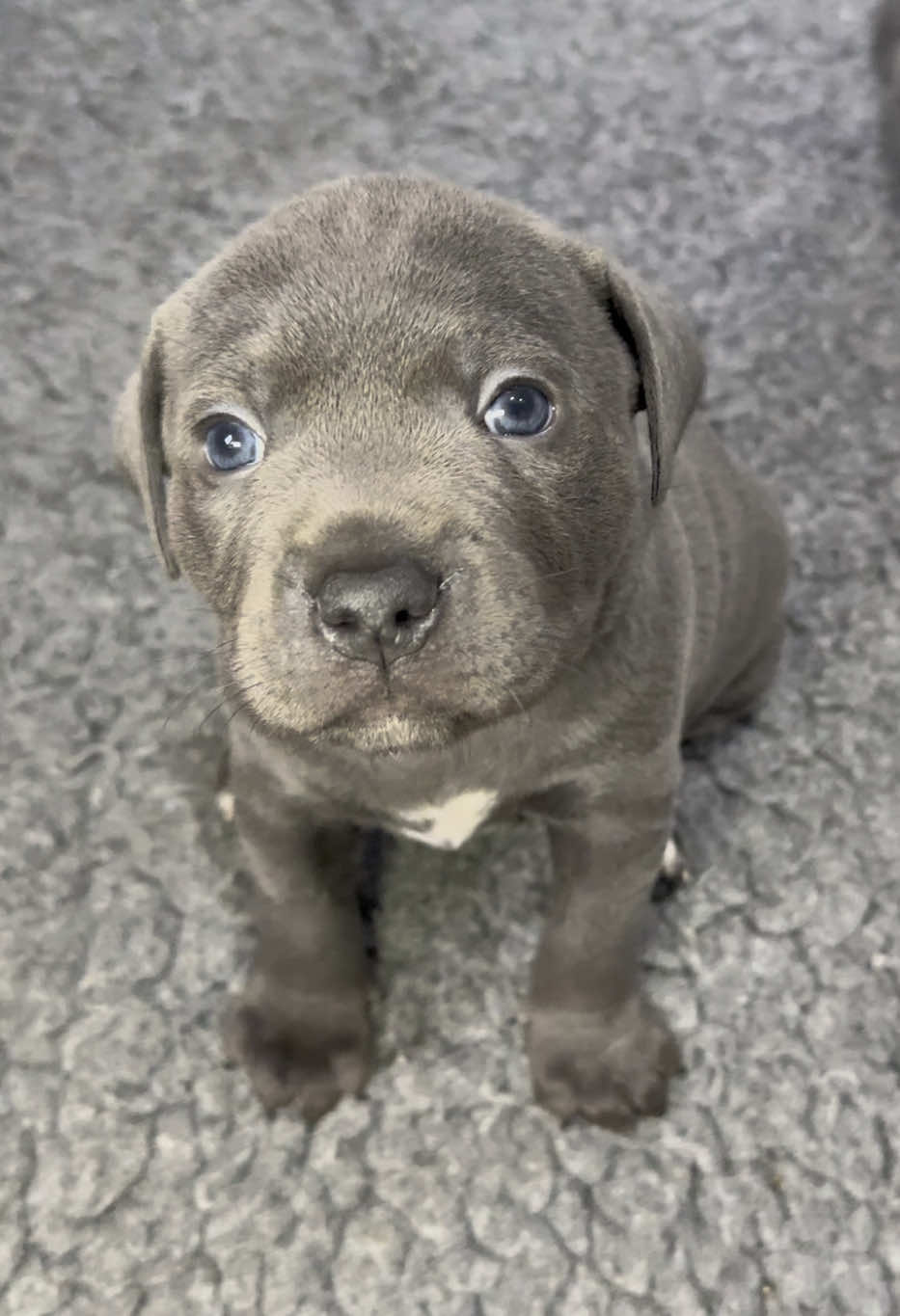 Blue Staffy Puppies having fun 🤩 ❤️🐾🐾🐾🐾🐾🐾🐾🐾 #staffypuppies #blueeyedpuppy #puppydogs #puppiesoftiktok #puppylove #puppies #cutepuppies 