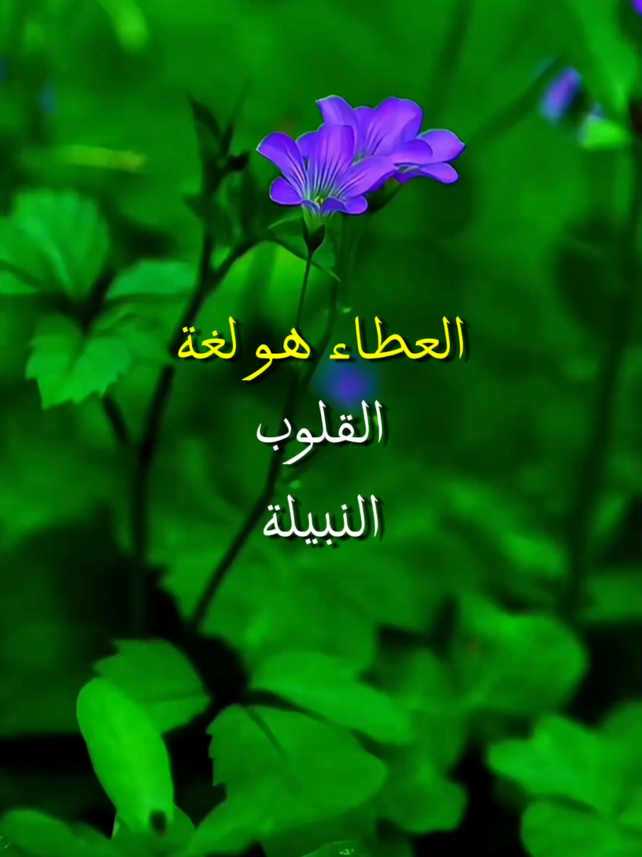 العطاء هو لغة القلوب 💕 النبيلة #كلام_من_ذهب #جبر_الخواطر #حكم #عبارات #حكم #خواطر #حكم_وعبر_وامثل_من_دهب #تطوير_الذات #تحفيزات_إيجابية #اقتباسات #اكسبلور 